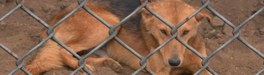 Hund im Tierheim