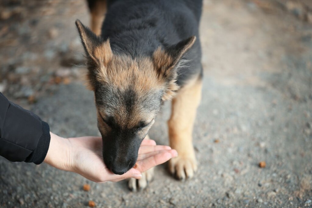Ein Straßenhund frisst Mensch aus der Hand.