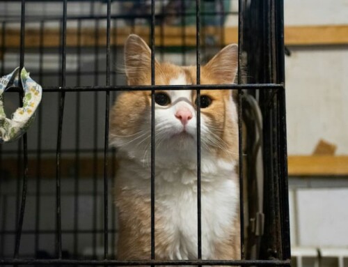 Ehrenamt im Tierheim Berlin: So kannst Du helfen!